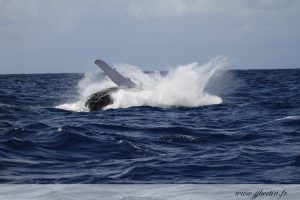 photos animalières drôme jjbertin.fr 2019 baleine à bosse