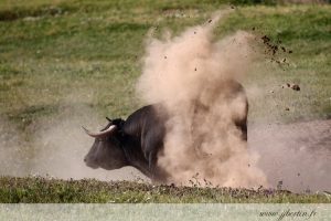 photos animalières drôme jjbertin.fr 2019 taureau espagne