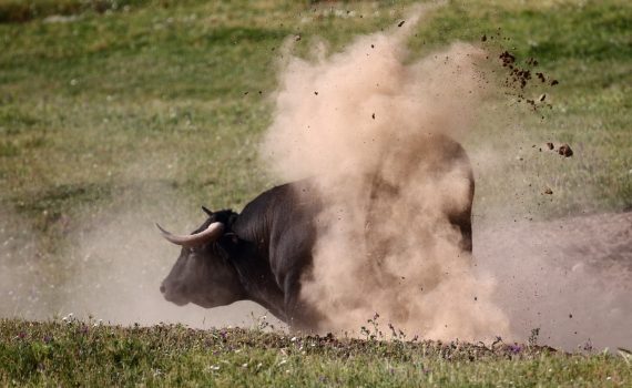 photos animalières drôme jjbertin.fr 2019 bovidés taureau espagne