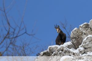 photos animalières drôme jjbertin.fr 2019 chamois