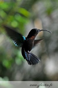photos animalières drôme jjbertin.fr 2019 colibri falle-vert guadeloupe