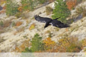 photos animalières drôme jjbertin.fr 2019 grand corbeau