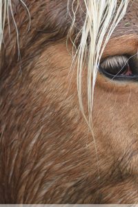 photos animalières drôme jj bertin.fr 2019 cheval
