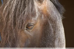 photos animalières drôme jj bertin.fr 2019 cheval