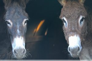 photos animalières drôme jj bertin.fr 2019 âne