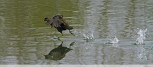 photos animalières drôme jjbertin.fr 2019 gallinule poule d'eau