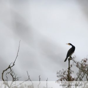 photos animalières drôme jjbertin.fr 2019 grand cormoran