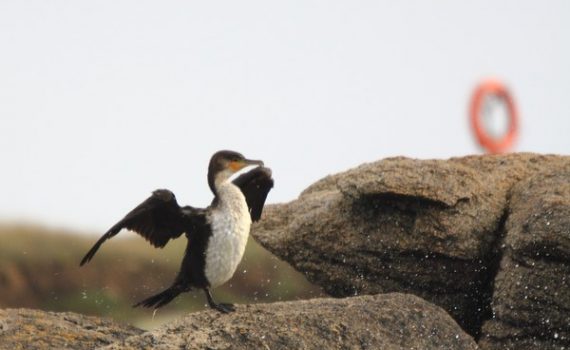 photos animalières drôme jjbertin.fr 2019 grand cormoran