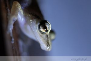 photos animalières drôme jjbertin.fr 2019 grenouille guadeloupe