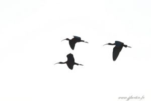 photos animalières drôme jjbertin.fr 2019 ibis falcinelle