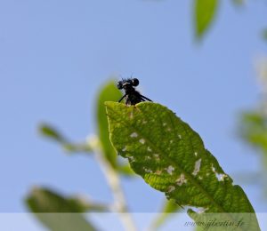 photos animalières drôme jjbertin.fr 2019 insecte libellule