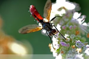 photos animalières drôme jjbertin.fr 2019 insecte mouche