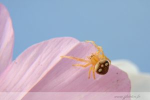 photos animalières drôme jjbertin.fr 2019 araignée