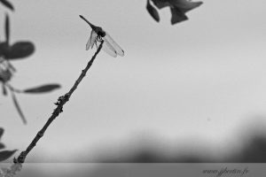 photos animalières drôme jjbertin.fr 2019 insecte libellule