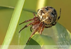 photos animalières drôme jjbertin.fr 2019 insecte araignée