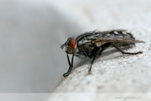 photos animalières drôme jjbertin.fr 2019 insecte mouche