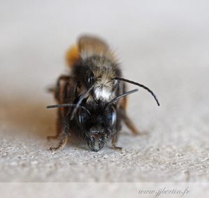 photos animalières drôme jjbertin.fr 2019 insecte abeille
