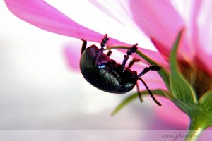 photos animalières drôme jjbertin.fr 2019 insecte scarabée