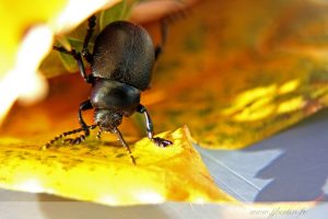 photos animalières drôme jjbertin.fr 2019 insecte scarabée