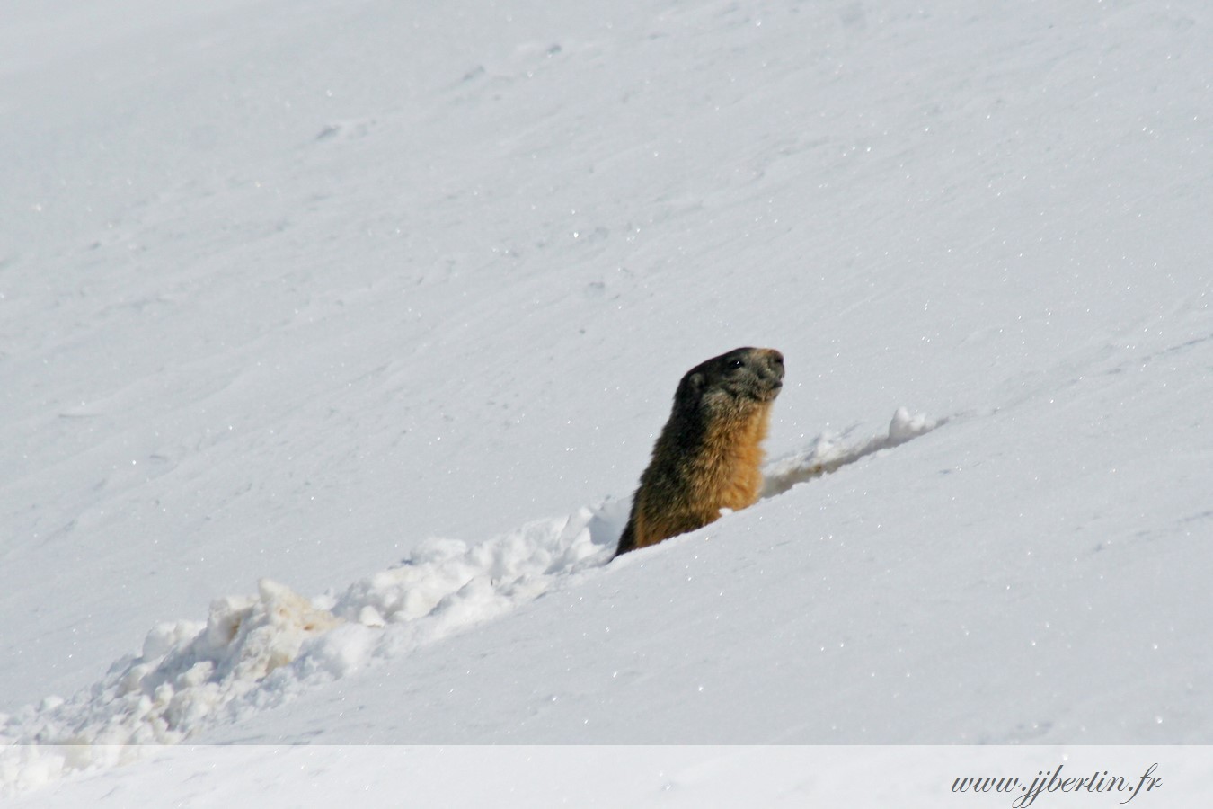 photos animalières drôme jj bertin.fr 2019 marmotte des Alpes