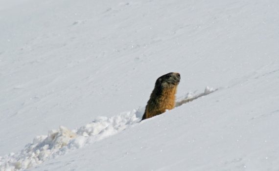photos animalières drôme jjbertin.fr 2019 marmotte des Alpes