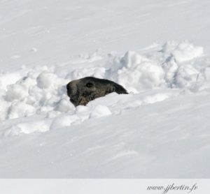 photos animalières drôme jj bertin.fr 2019 marmotte des Alpes