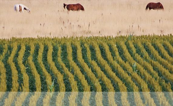 photos animalières drôme jjbertin.fr 2019 paysage avec chevaux