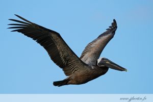 photos animalières drôme jjbertin.fr 2019 pelican