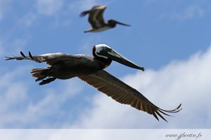 photos animalières drôme jjbertin.fr 2019 pelican