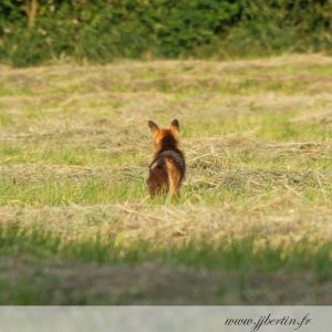 photos animalières drôme jj bertin.fr 2019 renard roux