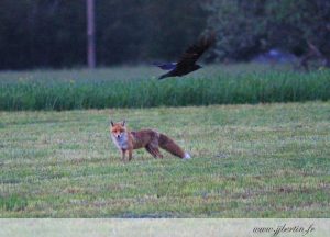 photos animalières drôme jj bertin.fr 2019 renard roux et grand corbeau