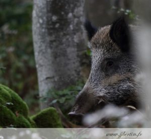 photos animalières drôme jjbertin.fr 2019 sanglier