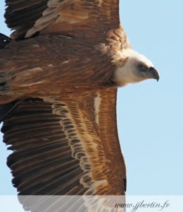 photos animalières drôme jjbertin.fr 2019 vautour fauve
