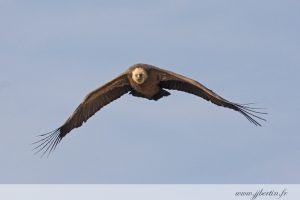 photos animalières drôme jjbertin.fr 2019 vautour fauve