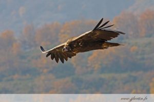 photos animalières drôme jjbertin.fr 2019 vautour moine
