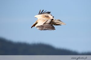 photos animalières drôme jjbertin.fr 2019 vautour percnoptère