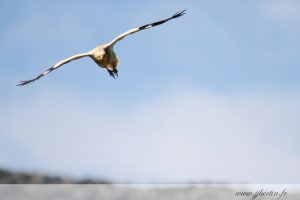 photos animalières drôme jjbertin.fr 2019 vautour percnoptère