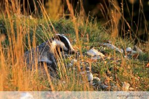 photos animalières drôme jjbertin.fr 2019 blaireau européen