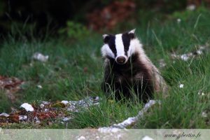 photos animalières drôme jjbertin.fr 2019 blaireau européen