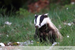 photos animalières drôme jjbertin.fr 2019 blaireau européen