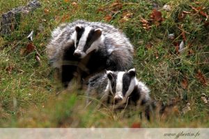 photos animalières drôme jjbertin.fr 2019 blaireau européen