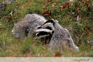 photos animalières drôme jjbertin.fr 2019 blaireau européen