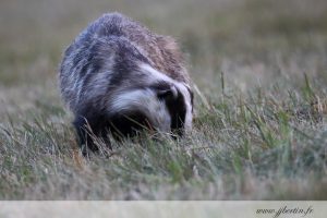 photos animalières drôme jjbertin.fr 2019 blaireau européen