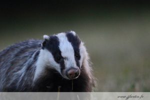 photos animalières drôme jjbertin.fr 2019 blaireau européen