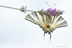 photos animalières drôme jjbertin.fr 2019 papillon flambé et lavande