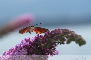 photos animalières drôme jjbertin.fr 2019 papillon sphynx moro colibri