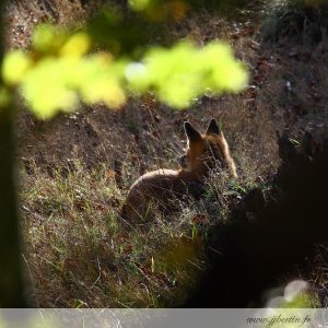 photos animalières drôme jj bertin.fr 2019 renard roux