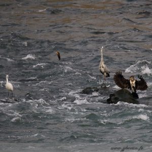 photos animalières drôme jjbertin.fr 2019 héron cendré aigrette garzette grand cormoran