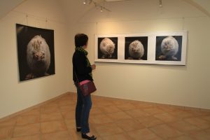 photos animalières drôme jj bertin.fr 2019 exposition la tourette tournon 2018