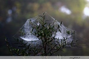 photos animalières drôme jj bertin.fr 2019 paysage toiles d'araignées